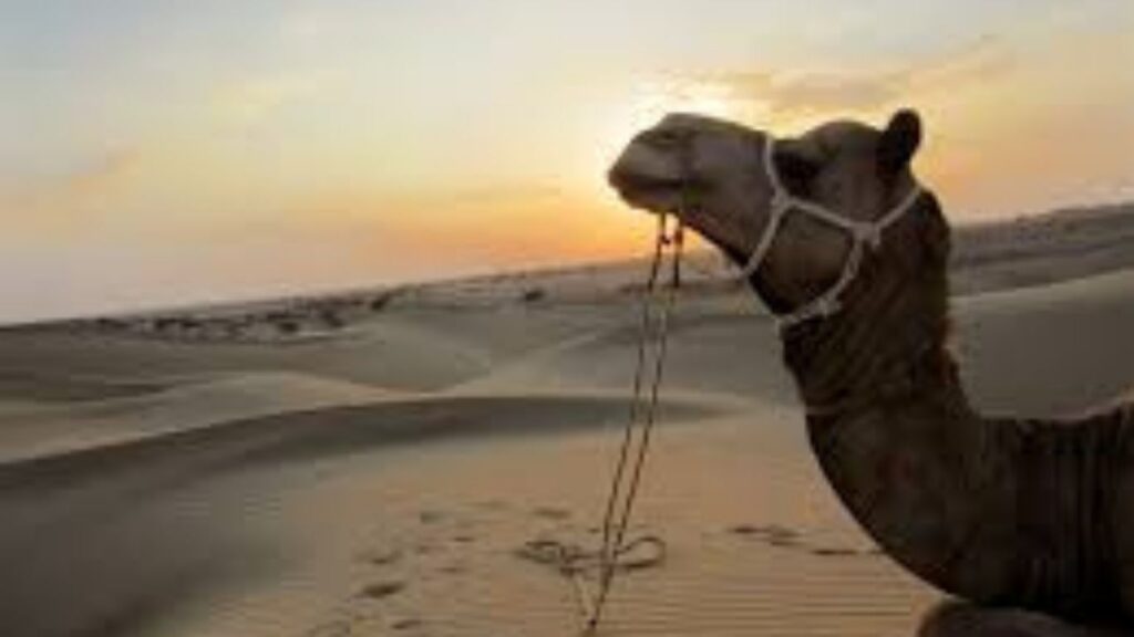 Best Places to Visit in Jaisalmer