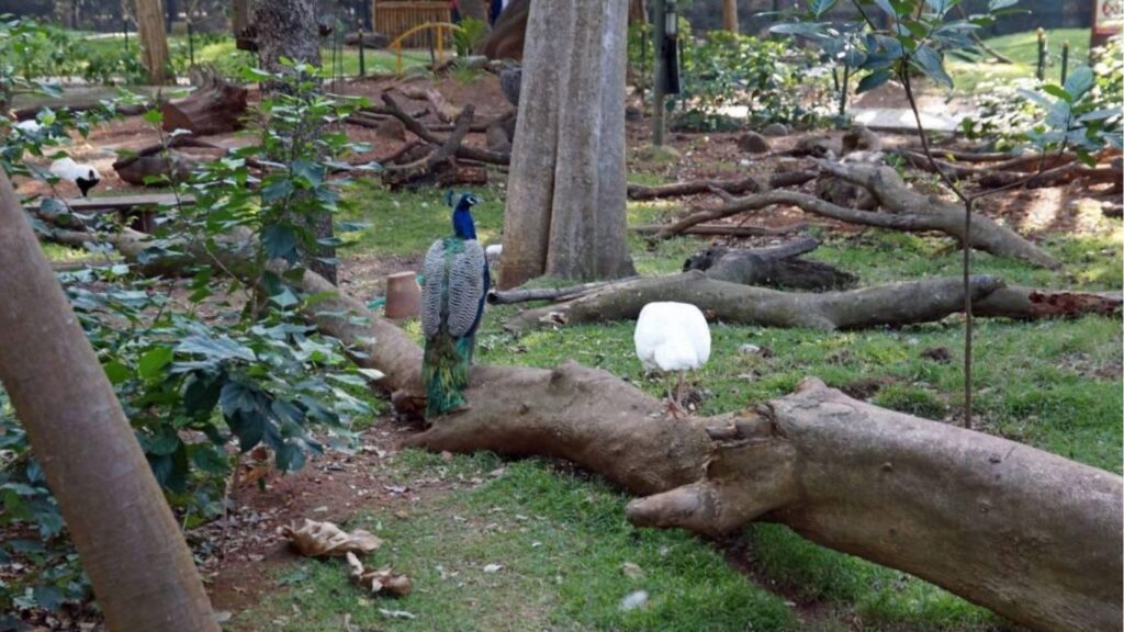 Mysore sightseeing places