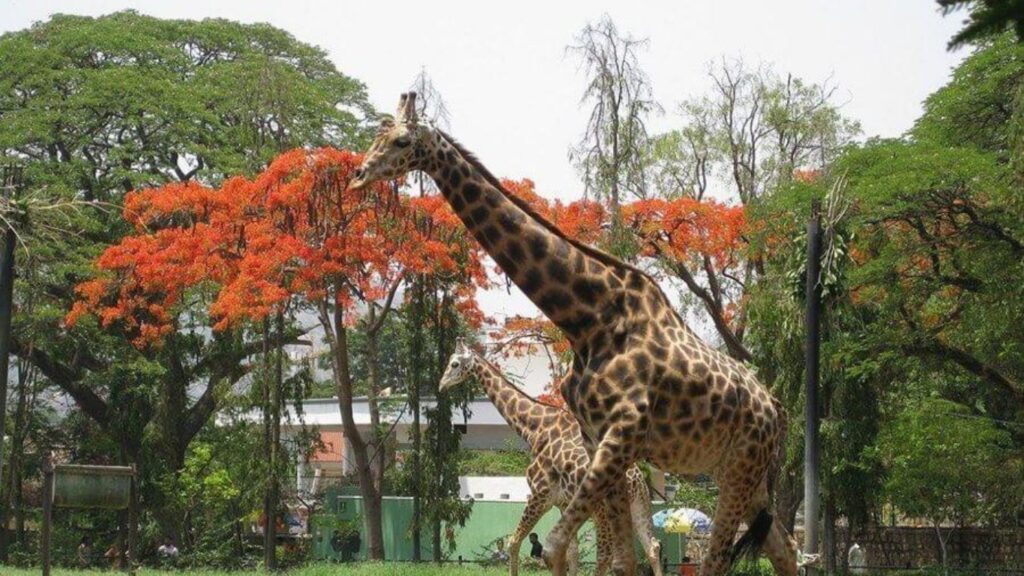 Mysore sightseeing places