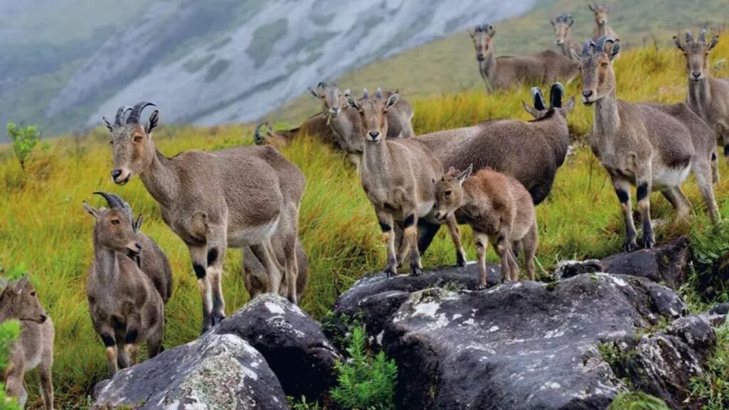 best places to visit in Munnar