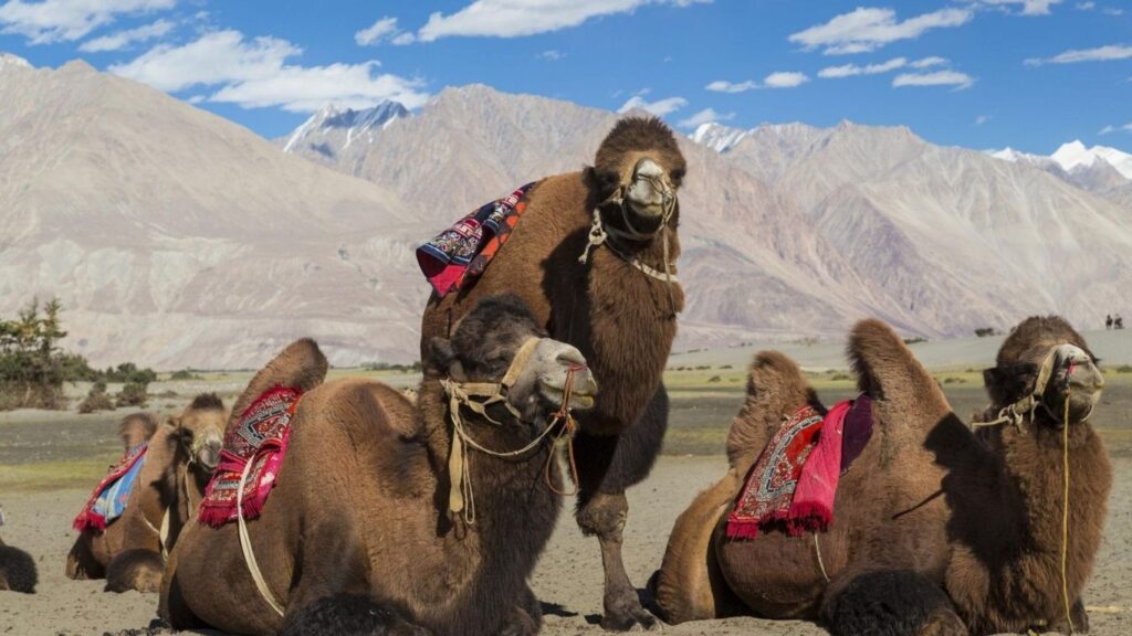 best places to visit in ladakh 2026