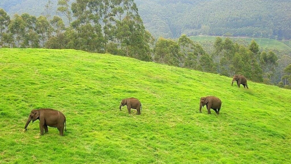 best places to visit in Munnar